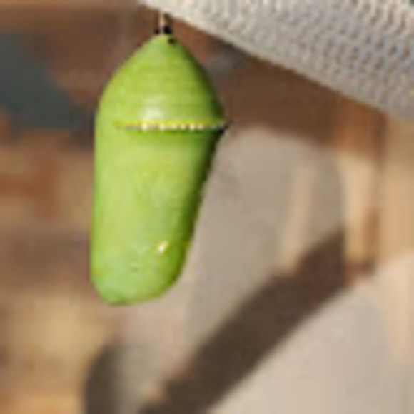 melissahayne471